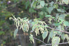 Broussonetia papyrifera